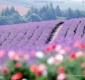 Provence   ~~~Lavendel ~~ ������˹~~~޹�²ݵĹ��磬�ȴ�����~~***