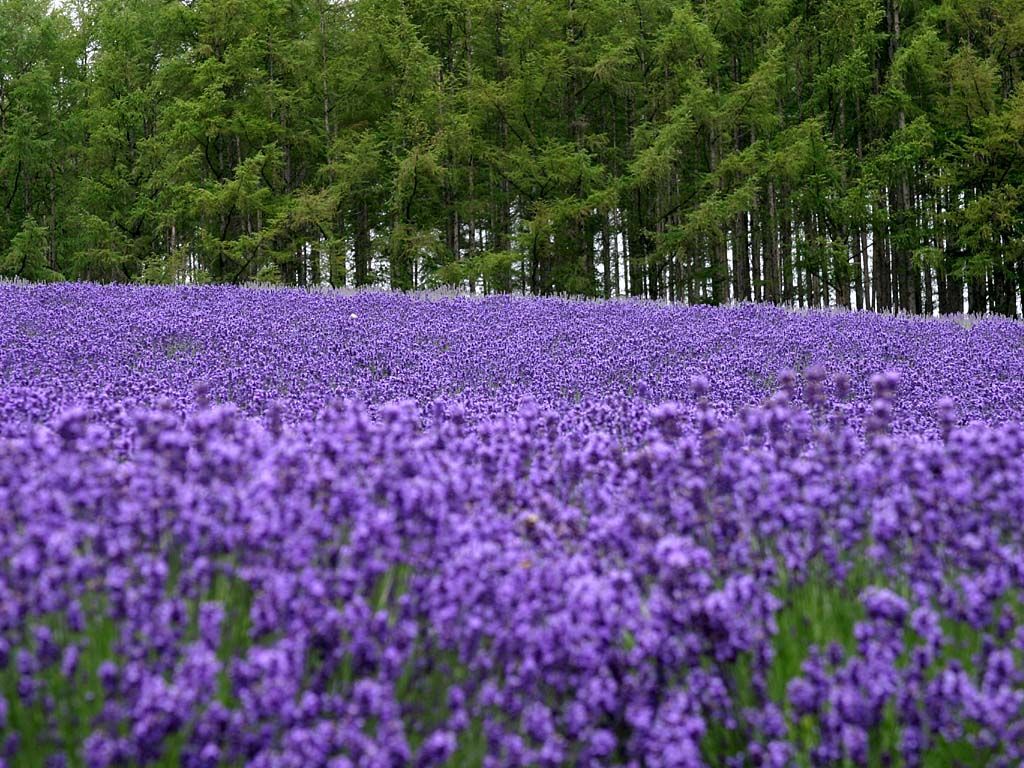 53e306d151e5e38ea044df9f.jpg