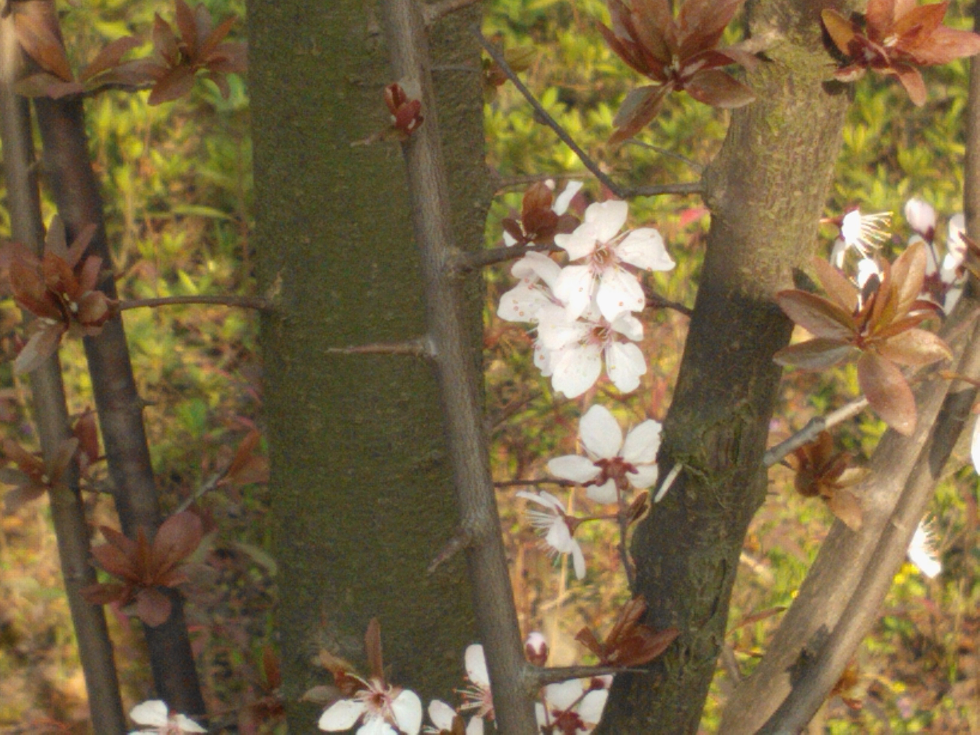 WP_000255.jpg