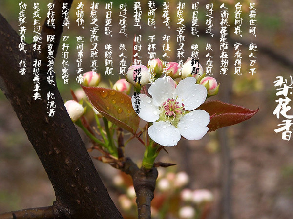 p_large_2pES_7659000253b02d0c.jpg